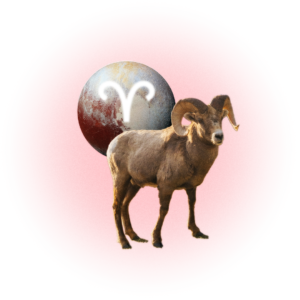 Image may contain Sphere Animal Livestock Mammal Sheep and Plate