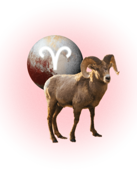Image may contain Sphere Animal Livestock Mammal Sheep and Plate